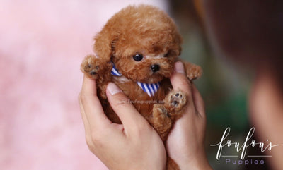 difference between toy and teacup poodle