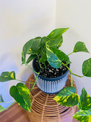 Devil's Ivy with Black Striped Pot