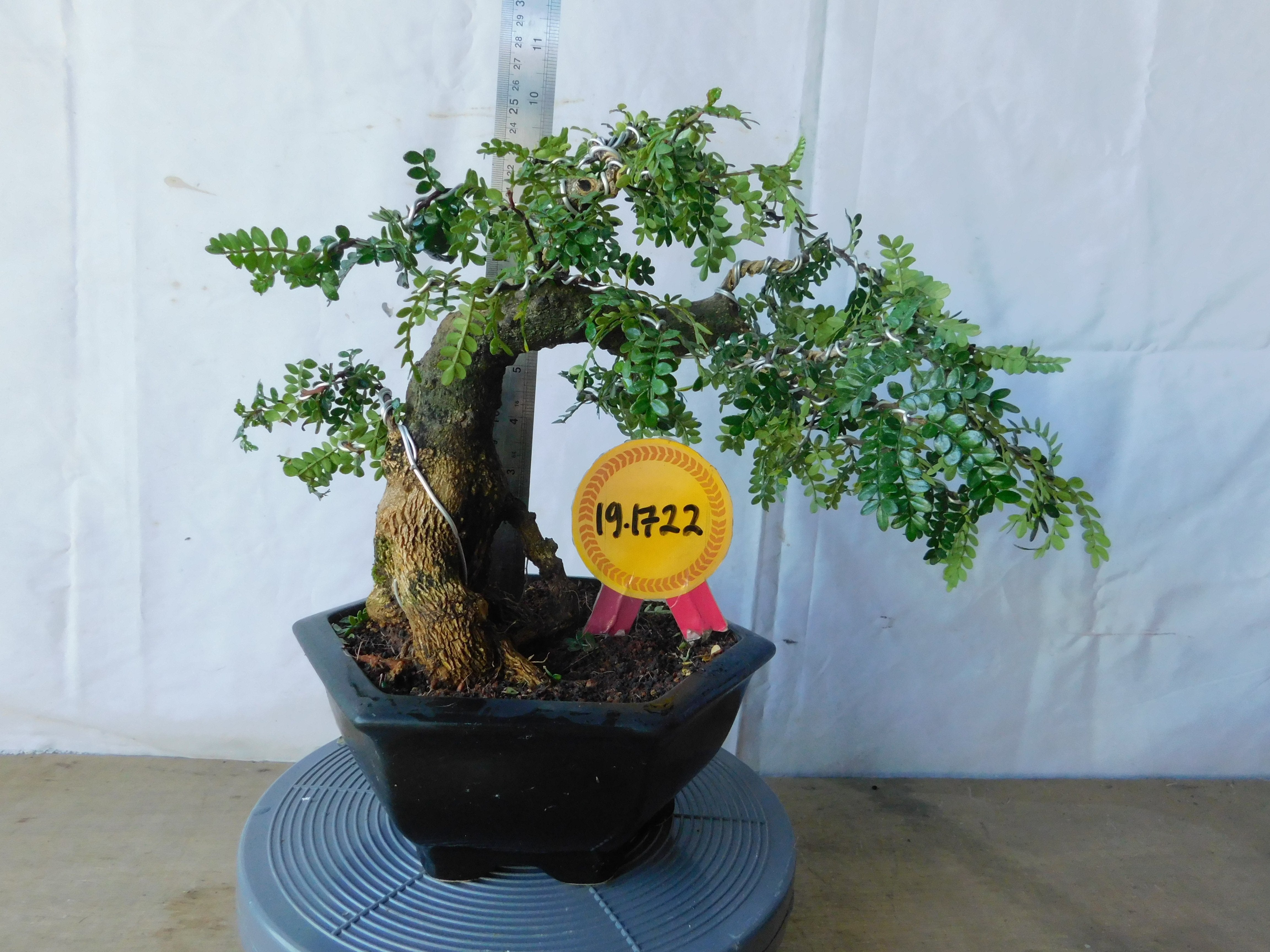 Bonsai Zanthoxylum Contoh Bonsai