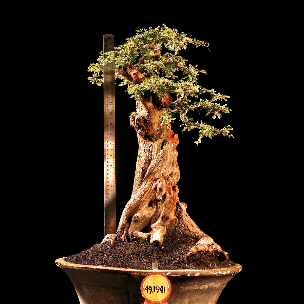  Bonsai Arabika  Mame Contoh Bonsai 