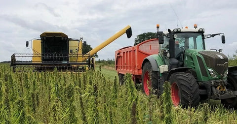 hemp growing in the UK