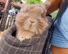 Load image into Gallery viewer, Pet carrier tote bag,  pet travel bag, travel carrier, lightweight carrier, cat carrier, dog carrier, bunny rabbit carrier Pet Carrier Carrier 