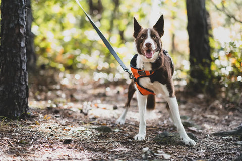 Brown and white border collie dog standing in the woods wearing an orange dog harness that is twisting off the dog's body