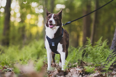 Photo of a brown and white border collie standing in a forest with green ferns around it wearing a Duo Adapt Escape-proof dog harness