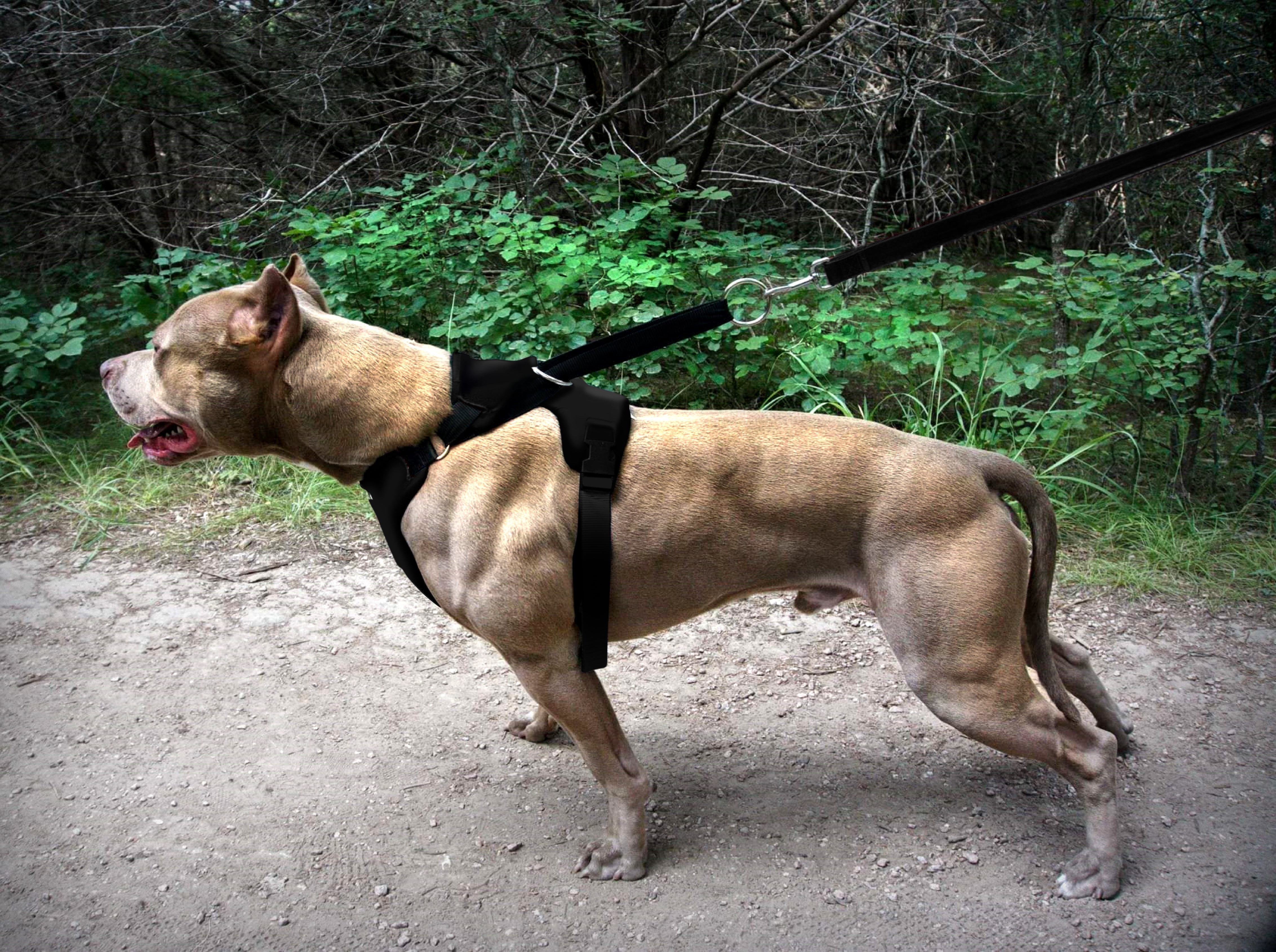 Photo of a large American bully dog standing strong on a dirt path in the woods wearing a black Duo Adapt escape-proof dog harness made in the USA with a lifetime warranty