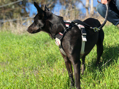 product photo of an original black, white, and red Duo Adapt escape-proof dog harness on a small black pariah dog standing on tall green grass on a beautiful bright sunny day with clear skies