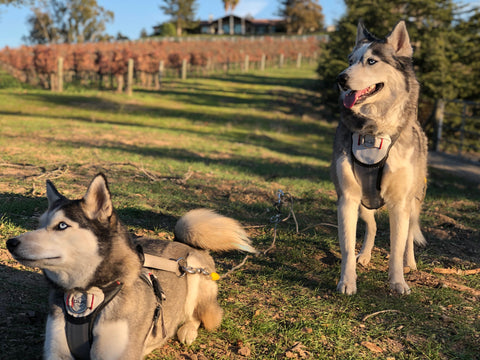 Late afternoon, sun photo of a small Alaskan husky sitting on the grass, wearing a duo adapt escape-proof, lifetime warranty dog harness