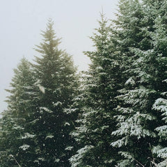 sne på træer