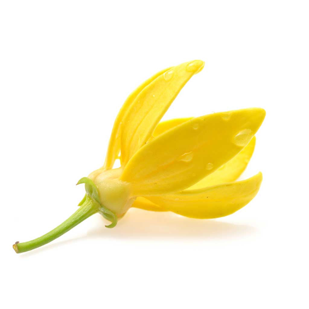 ylang-ylang-essential-oil-15ml-simply-therapy-inc-the-alternative