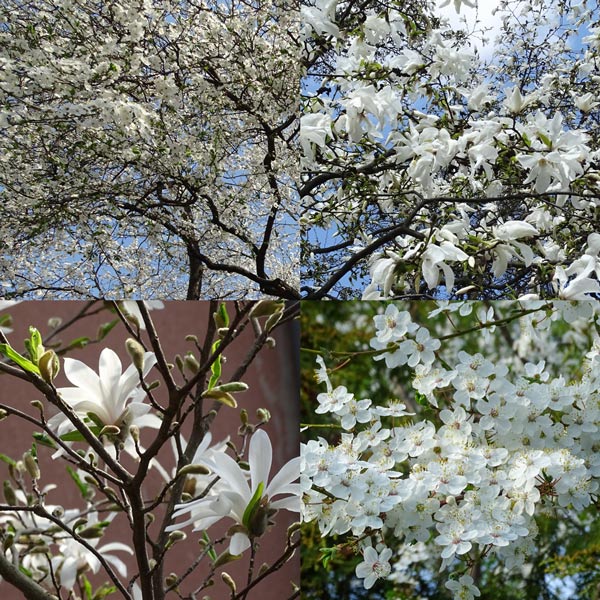 Trees blooming in white in April