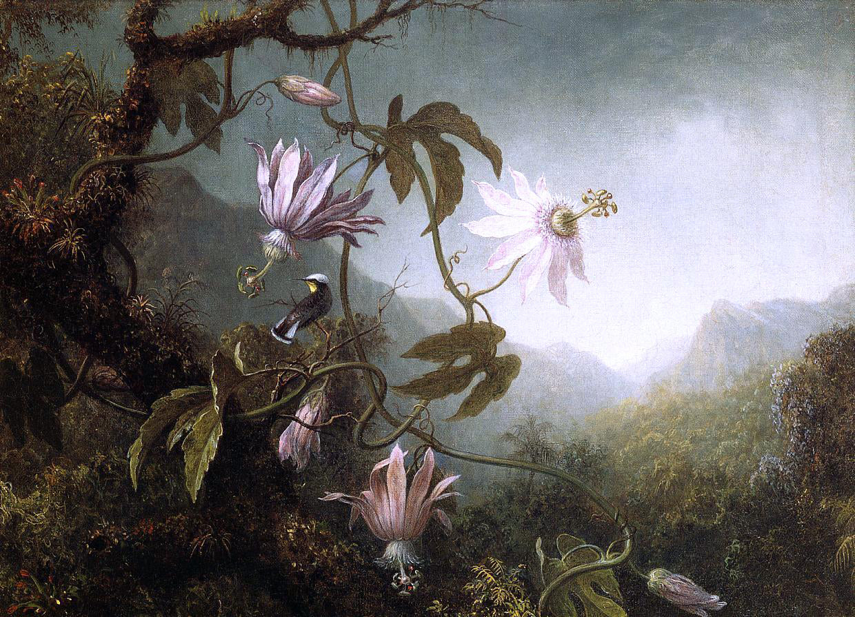 Martin Johnson Heade Hummingbird Perched near Passion