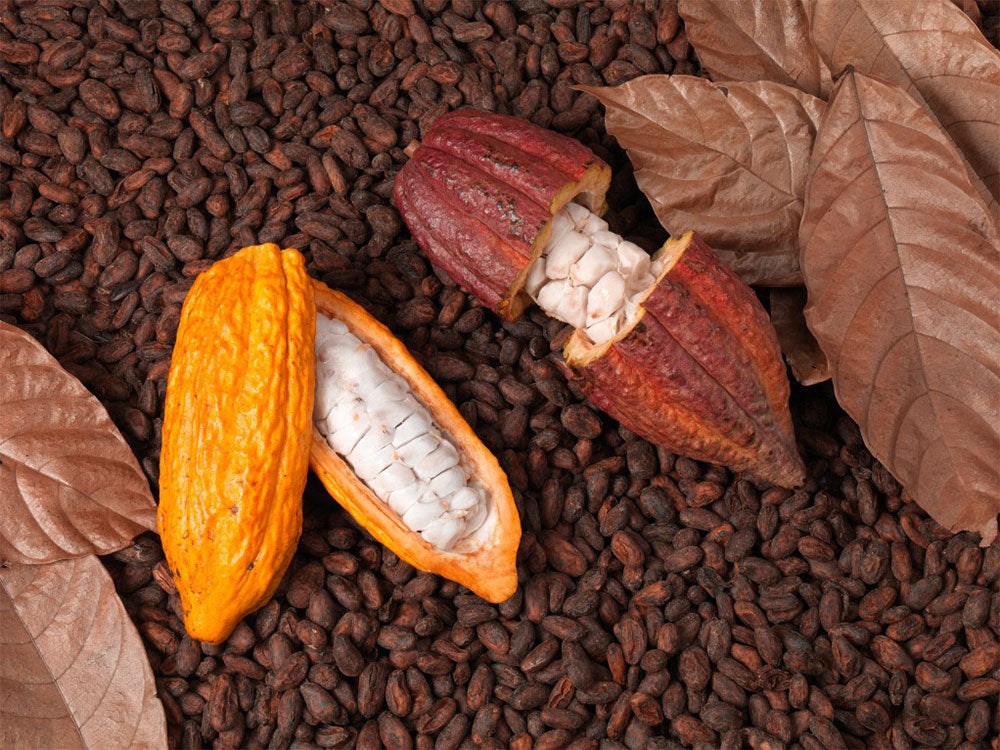 Open cocoa pods