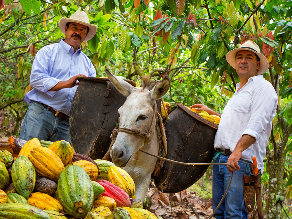 Luker cacao colombia with donkey