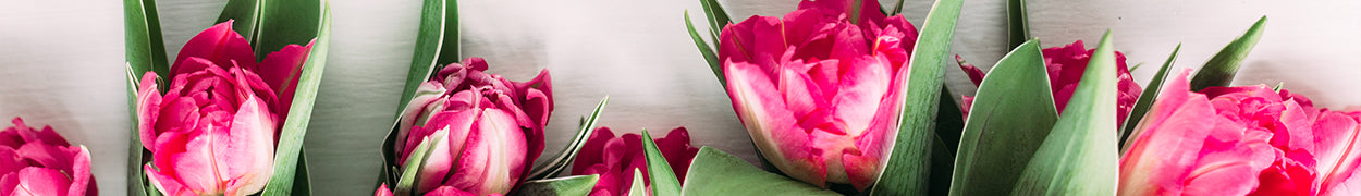 Tulips Gifts Delivered to Canada