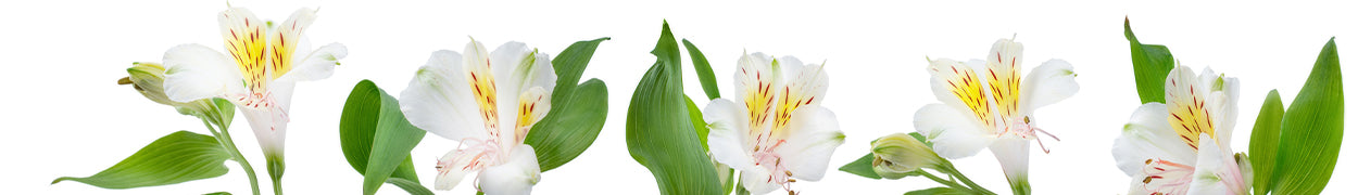 Alstroemeria Gifts Delivered to Canada