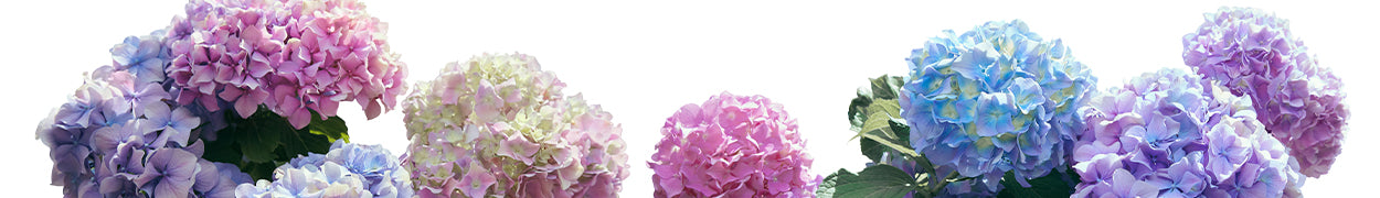 Hydrangeas Gifts Delivered to Canada