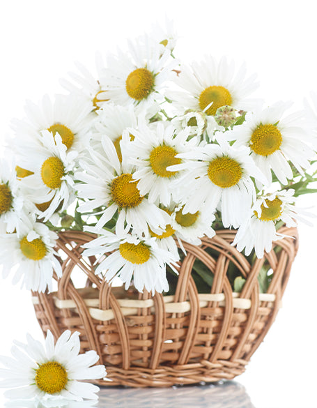 Daisies Gifts Delivered to Canada