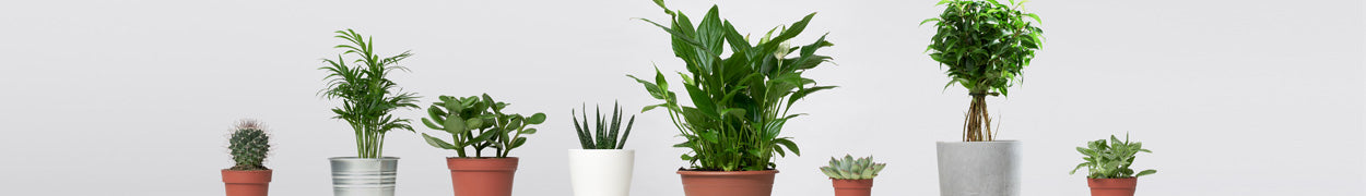 House Plant Gifts Delivered to Canada