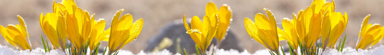 Winter Flower Gifts Delivered to Canada