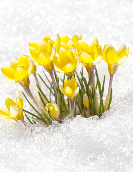 Winter Flower Gifts Delivered to Canada