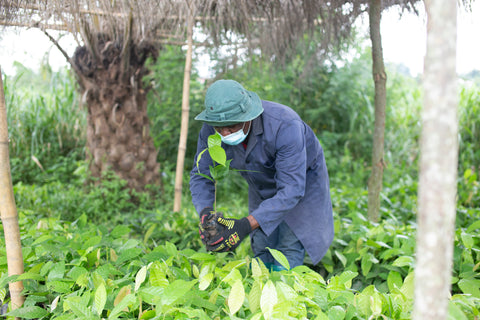 Ghana Cocoa