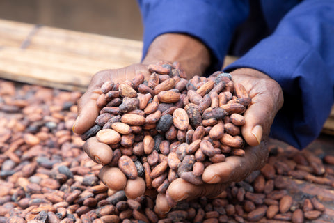 Ghana Cocoa