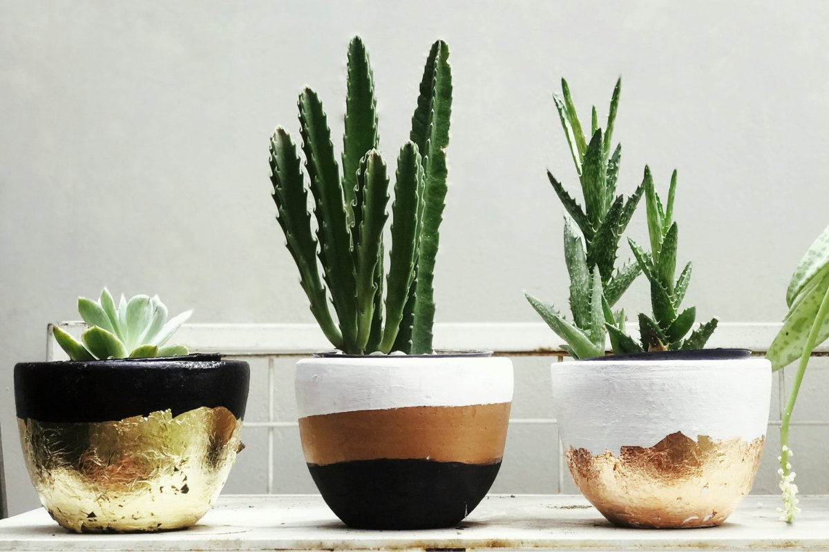 Indoor Houseplants in Pots