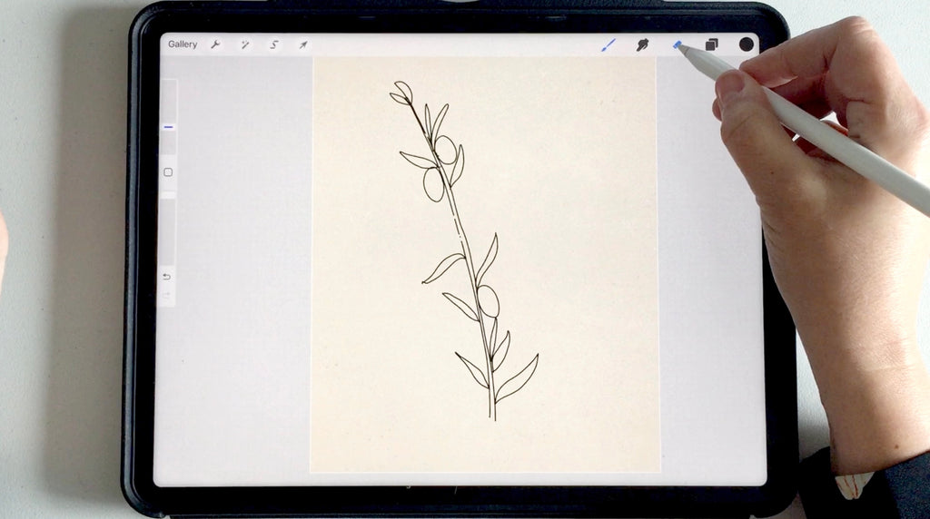 How to draw an olive branch