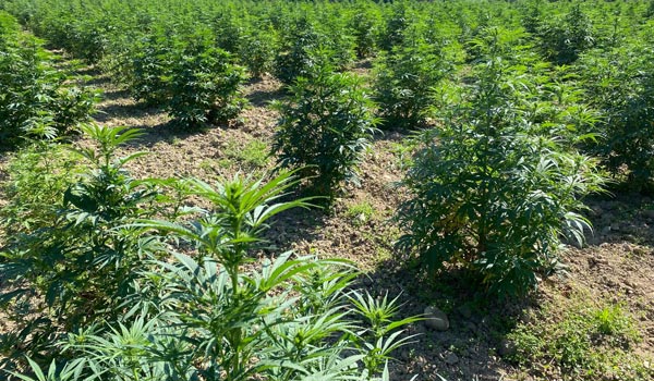 Our hemp fields in Switzerland