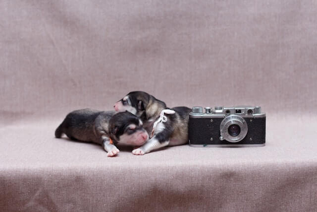 pets on camera