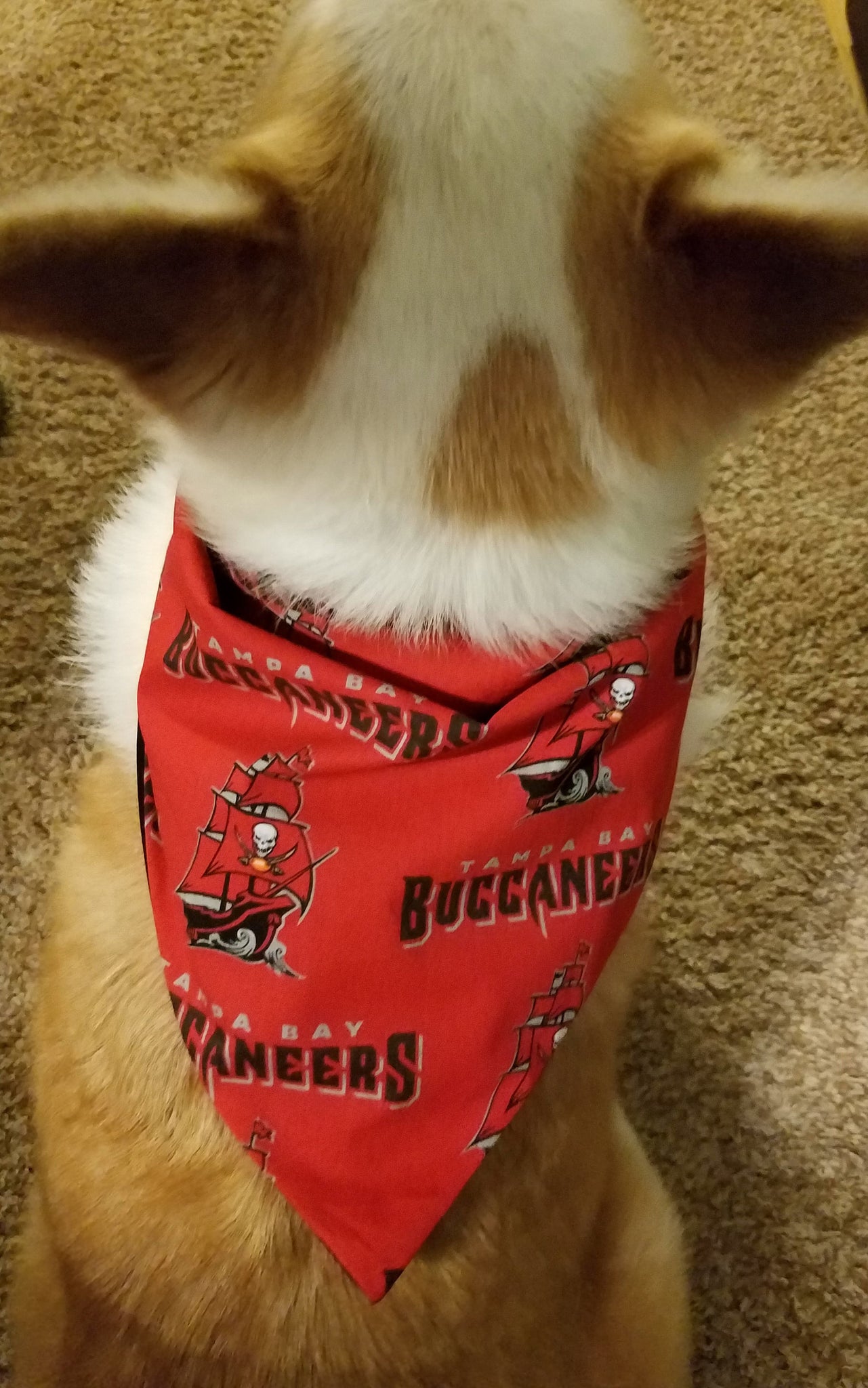 tampa bay buccaneers dog jersey