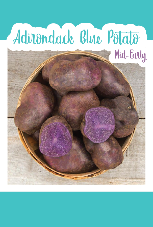 Organic Adirondack Blue Seed Potato Mid Early Seed Mail Seed Mail   Adirondackbluepotato E3048b8b 8a98 4788 852a 2071bdd989d6 800x 