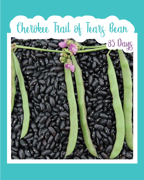 Cherokee Trail of Tears Bean | Seed Mail – Seed Mail Seed Co.