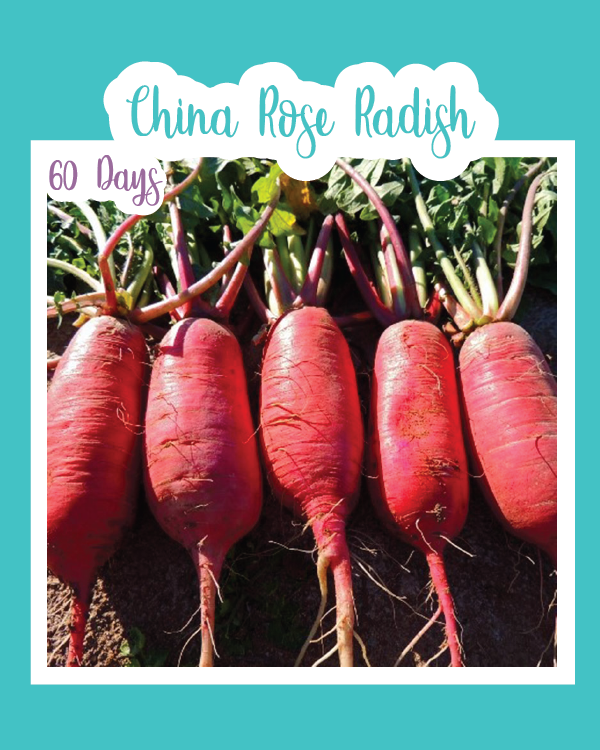 China Rose Radish Microgreens | Seed Mail - Seed Mail Seed Co.