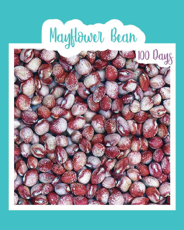 mayflower plant seeds