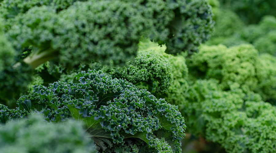 Cómo cocinar Kale? 7 recetas con Kale que te enamorarán | Dehesa El Milagro