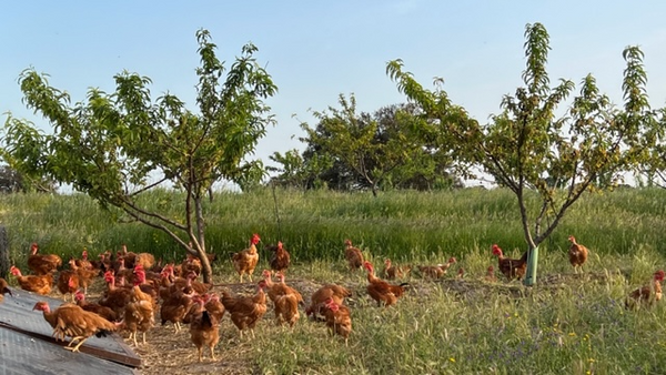 pollos dehesa el milagro