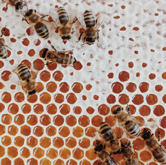 Honigbienen
