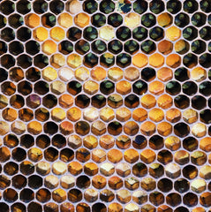 pollen in comb