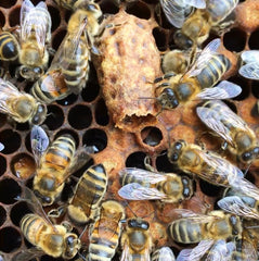 Honey bees and queen cell