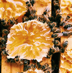 Bienen essen Honig