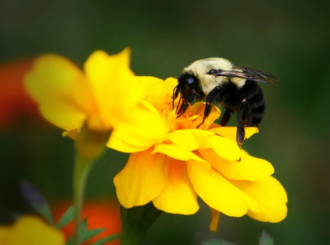 Bumble Bee on a flower