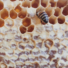 Honigbiene isst Honig
