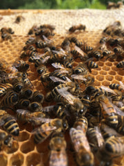 Honigbienen