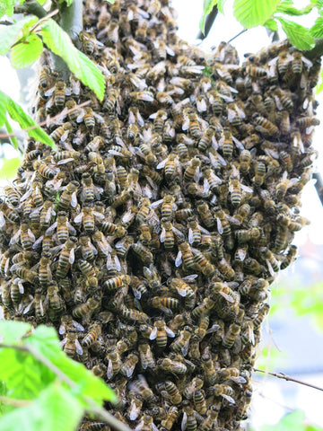 Bee swarm on a branch