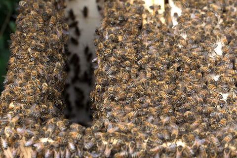 bees in hive