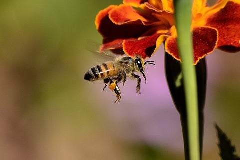 Honey Bee and an orange flower