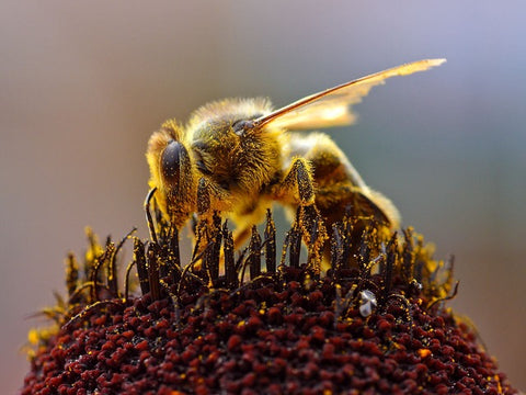 Honey bee with pollen