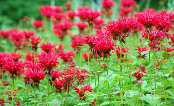 Bee Balm field of flowers