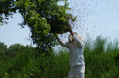 Beekeeper catching a swarm